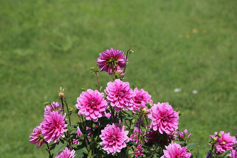 flower, nature, park, botany, garden, plant, flora, wild, flowering plant HD wallpaper