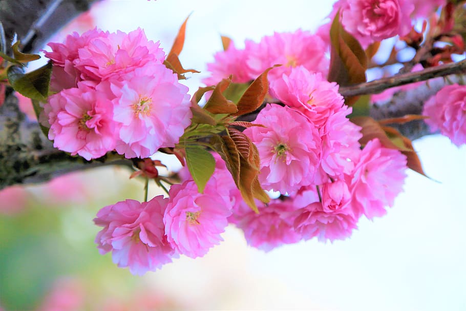 flower, spring, nature, cherry, plant, color, beautiful, pink HD wallpaper