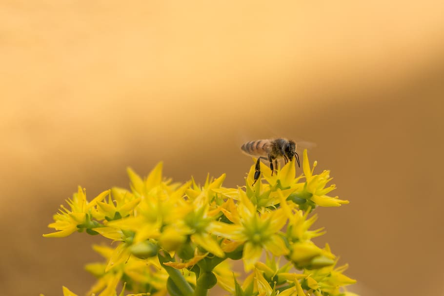 brown bee, invertebrate, insect, honey bee, animal, apidae, wasp HD wallpaper