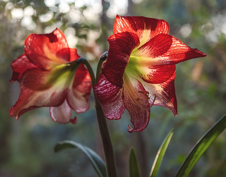 two red lily flowers, plant, blossom, amaryllis, united states HD wallpaper