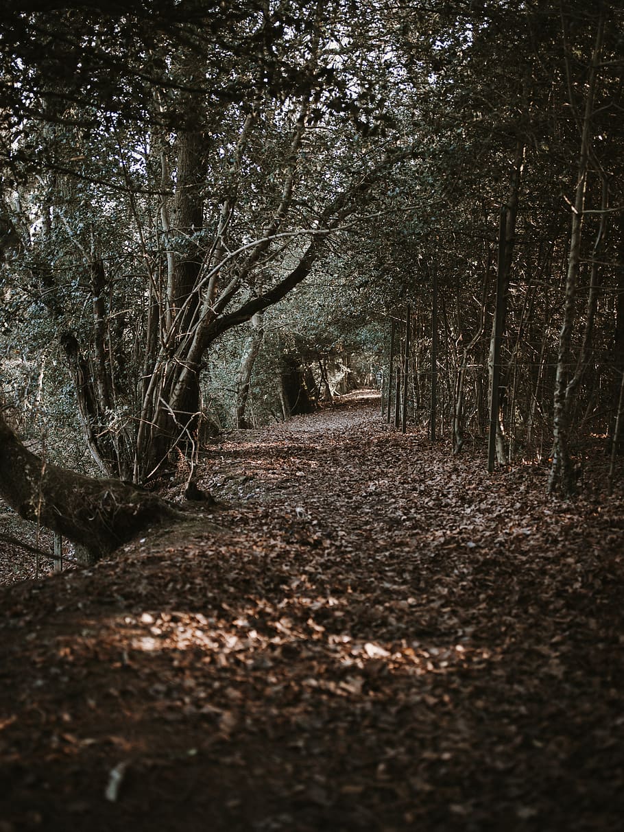 pathway underneath trees with dried leaves, ground, plant, dirt road HD wallpaper