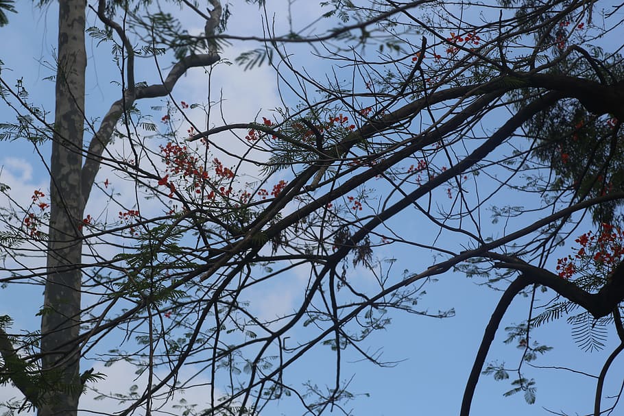 branches, tree, leaves, blue, sky, nature, clouds, plant, low angle view HD wallpaper
