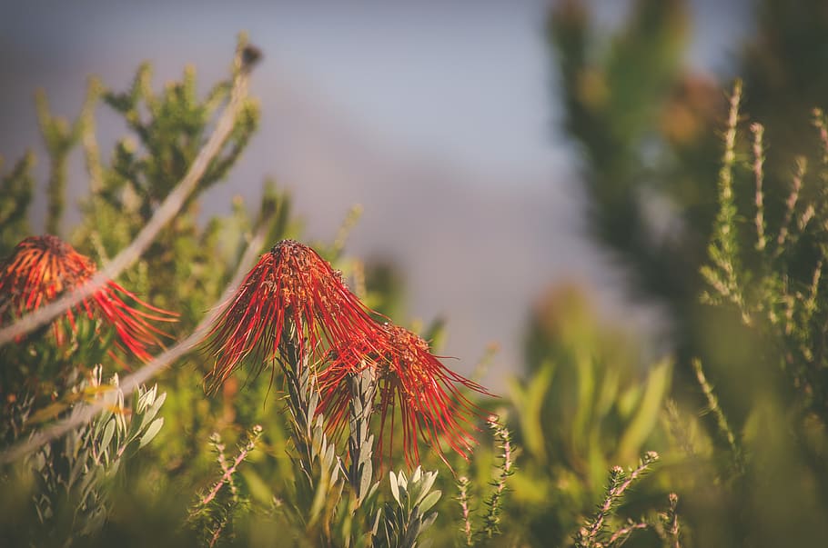 protea, flowers, nature, bloom, summer, garden, flora, outdoor HD wallpaper