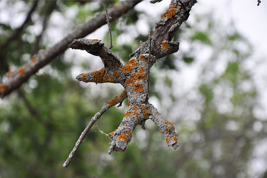 tree, branch, focus on foreground, close-up, no people, plant HD wallpaper