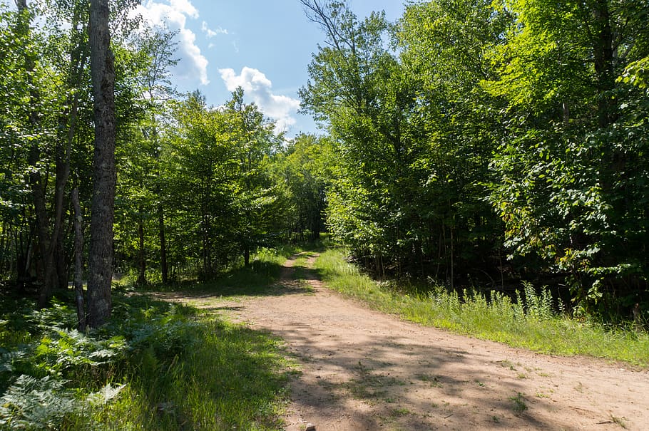 path, trail, outdoors, plant, tree, land, water, gravel, dirt road HD wallpaper