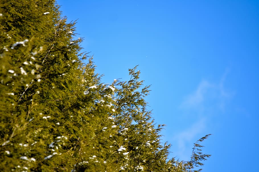 trees, winter, blue, sky, evergreen, plant, low angle view HD wallpaper