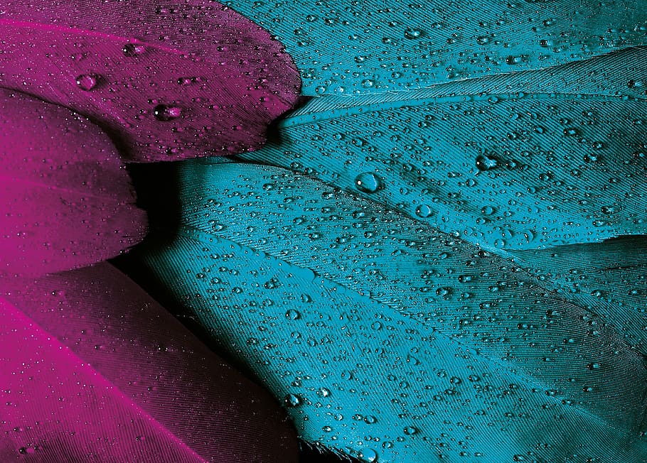 Close-up Photo of Water Dew on Green and Purple Leaves, drops HD wallpaper