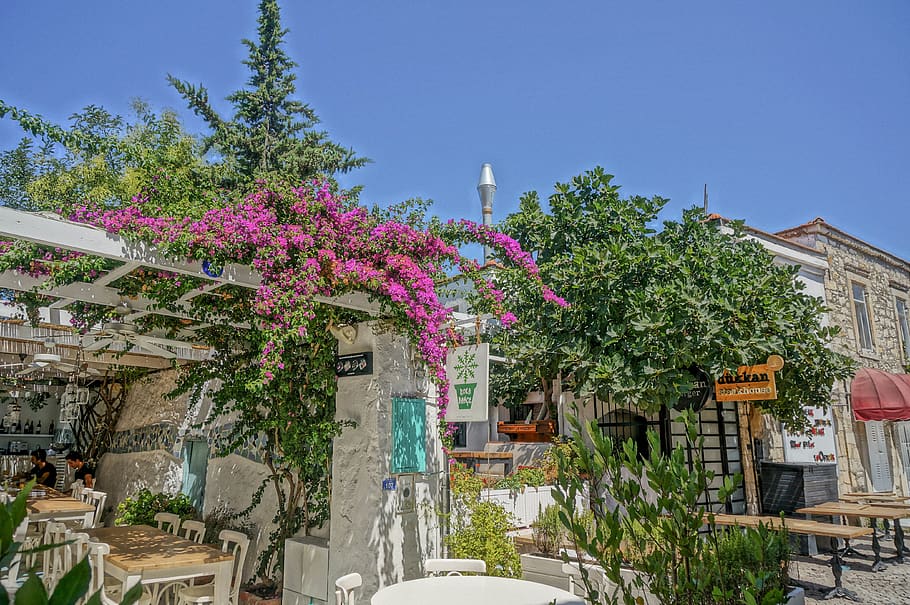 turkey, alaçatı belediyesi, flowers, place, summer, trees, HD wallpaper