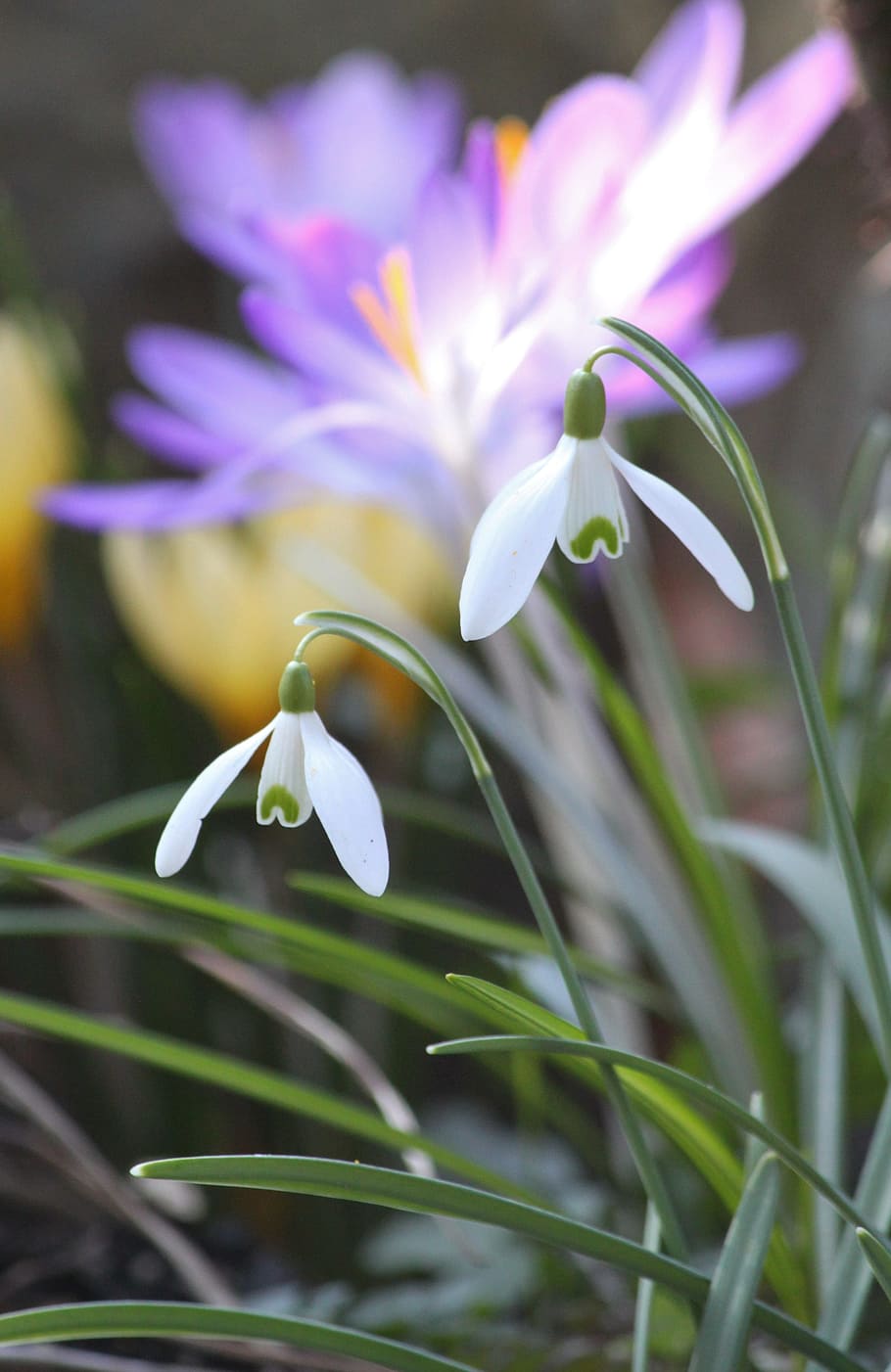 snowdrop, flower, nature, fresh, garden, fragrance, blooming HD wallpaper