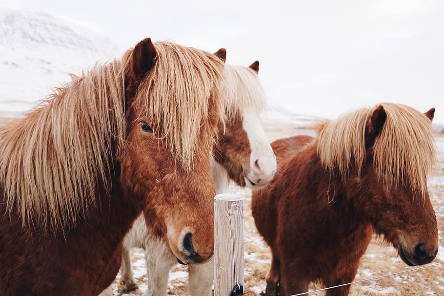 three horses, mammal, livestock, animal, animal themes, domestic HD wallpaper