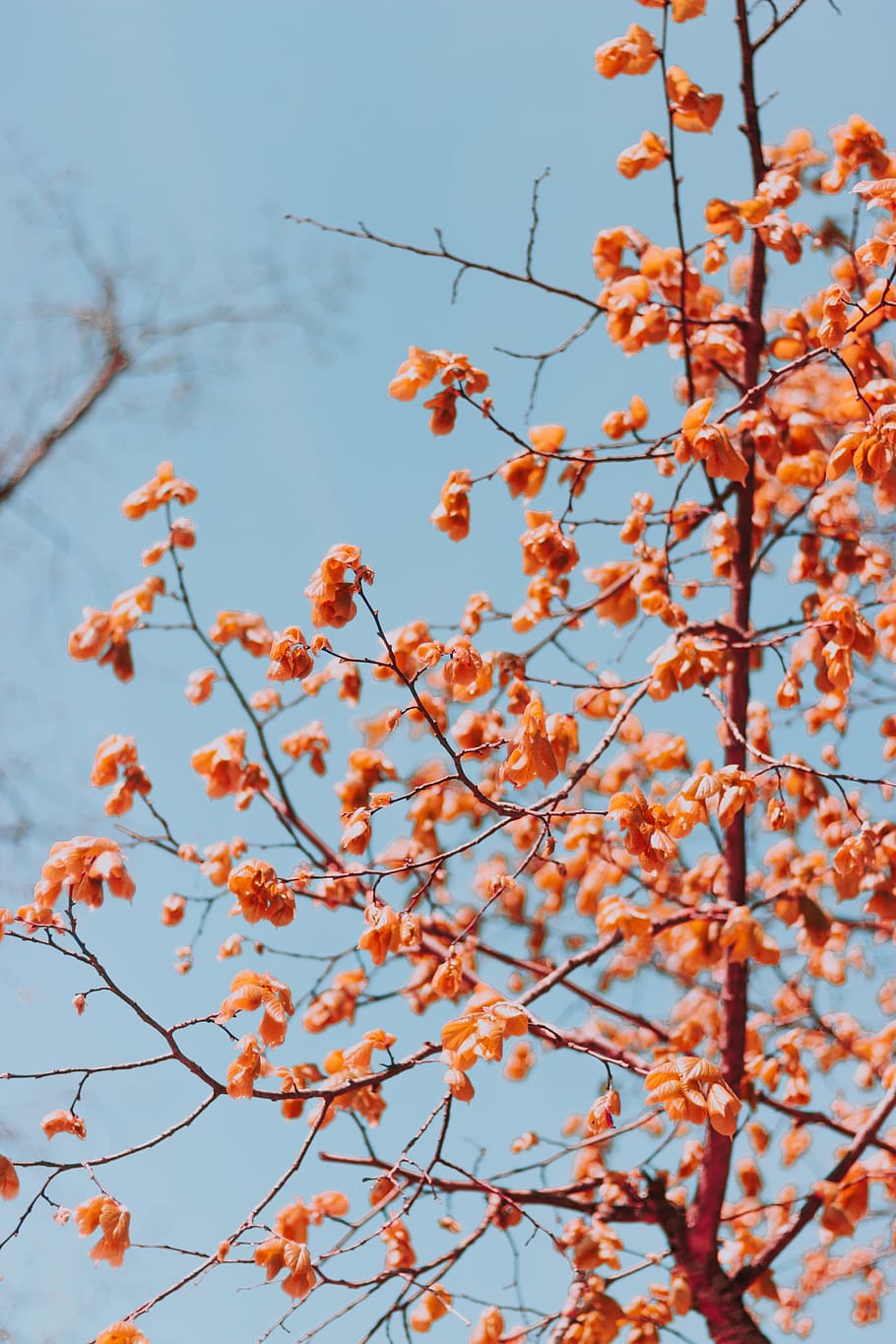 orange petaled flowering tree, plant, leaf, maple, animal, bird HD wallpaper