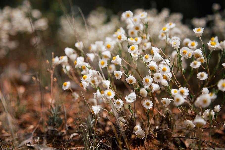 australia, bourke, flowers, outback, paper daisy, wilderness HD wallpaper