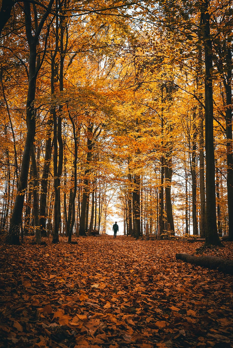 persons standing near trees, autumn, change, plant, land, tranquility HD wallpaper