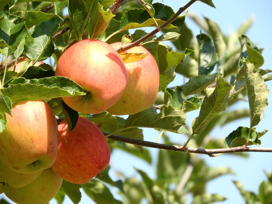 apple, harvest, fruit, autumn, healthy, ripe, red, fresh, nature HD wallpaper