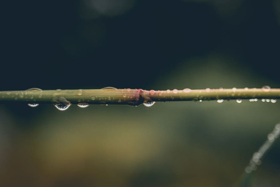 macro, waterdrop, plant, dew, close-up, no people, wet, nature HD wallpaper