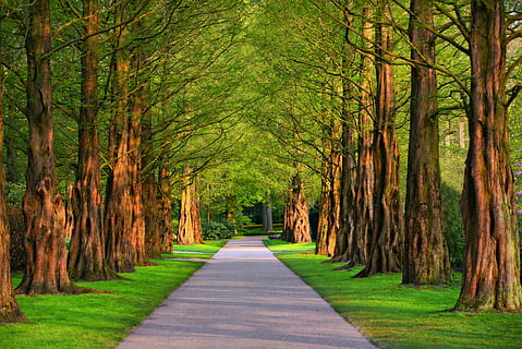 lane, tree, tree lined lane, park, path, grass, tall trees HD wallpaper