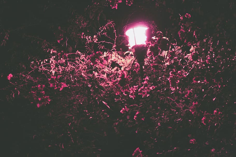 light, purple, night, plant, illuminated, growth, tree, low angle view HD wallpaper