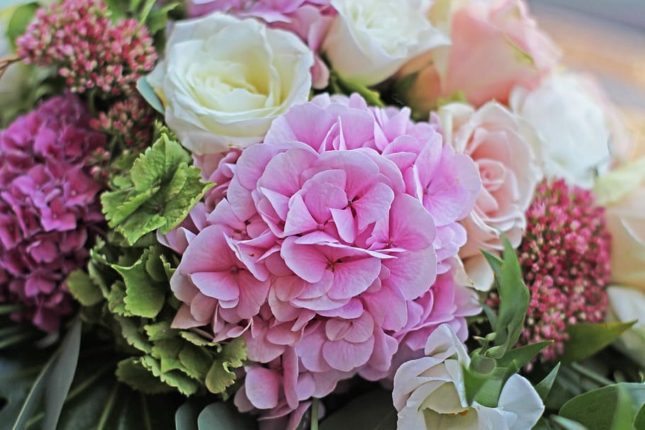 hydrangea, bouquet, pink hydrangea, blossom, bloom, nature HD wallpaper