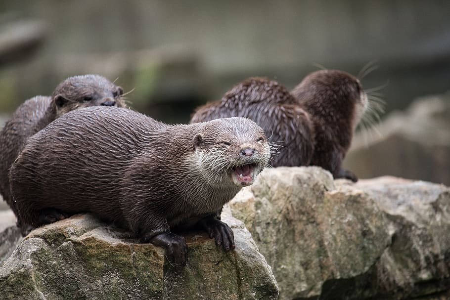 Animals mammals otters 1080P, 2K, 4K, 5K HD wallpapers free download.