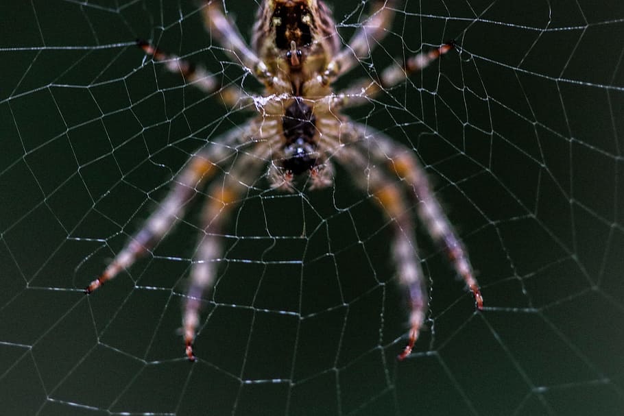 Close-up Selective Focus Photography of Barn Spider on Web, arachnid HD wallpaper