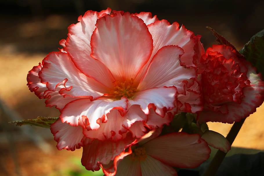 flower, flora, red, flowering plant, petal, beauty in nature HD wallpaper