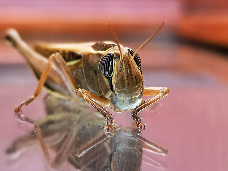 insect, grasshopper, nature, animals, cricket, environment HD wallpaper