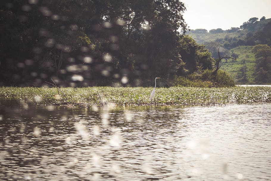 colombia, tolima, river, trees, water, nature, plant, beauty in nature HD wallpaper