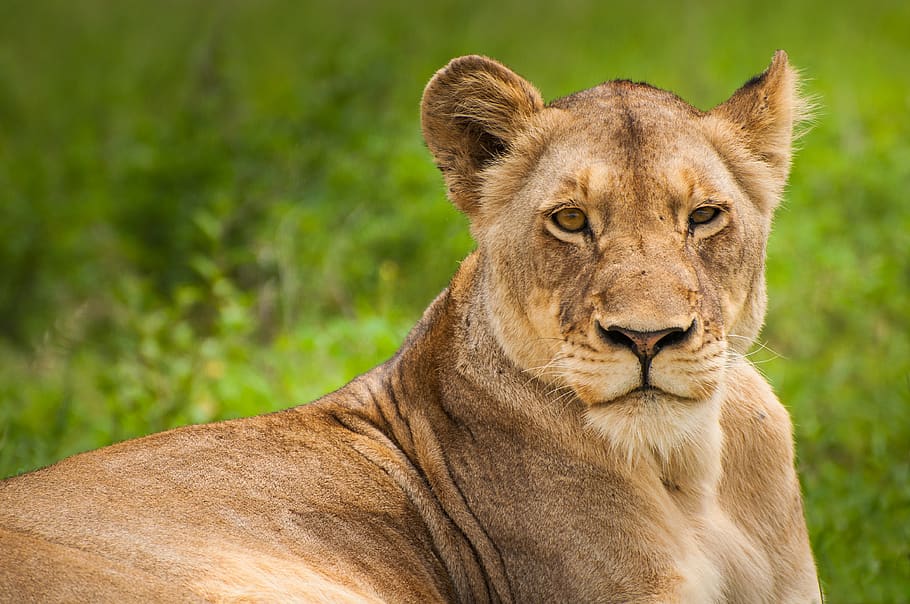 lioness on grass, animal themes, animal wildlife, animals in the wild HD wallpaper