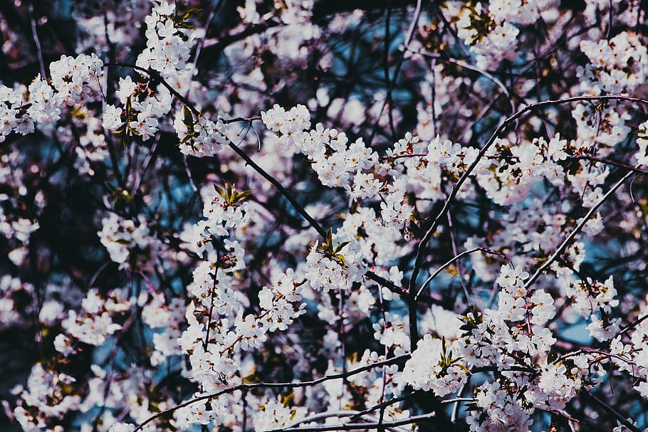 white cherry blossoms, fragility, plant, flowering plant, growth HD wallpaper