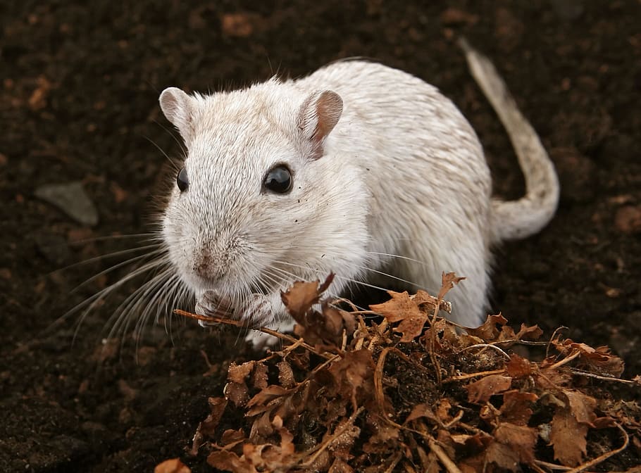 mice, mouse, white, animal, fast, quick, one animal, animal themes HD wallpaper
