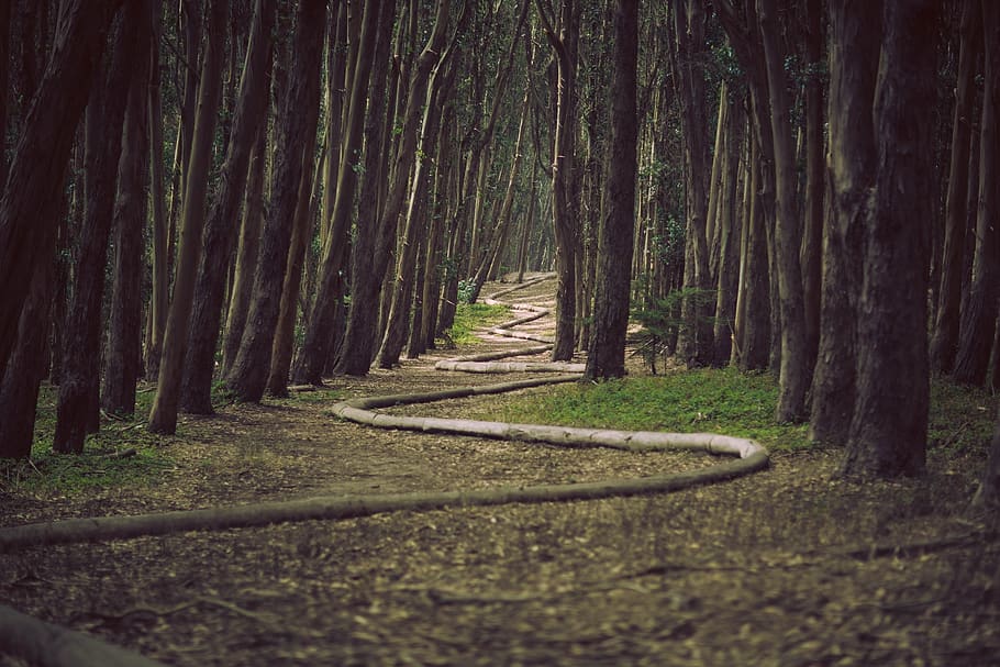 forest, woods, trees, snake, nature, grass, branches, trunk HD wallpaper