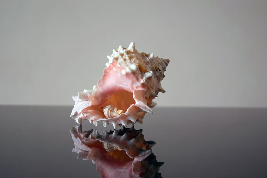 shell, background, nature, sea, shells, marino, art, mock up HD wallpaper