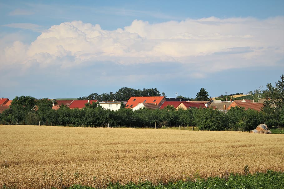 village, field, clouds, sky, houses, trees, corn, grain, cereals HD wallpaper