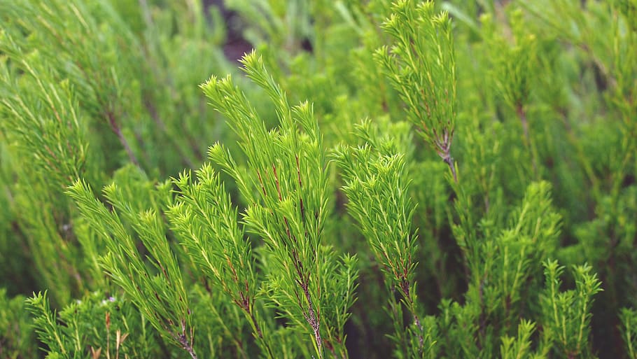 green, plants, green color, growth, beauty in nature, field HD wallpaper