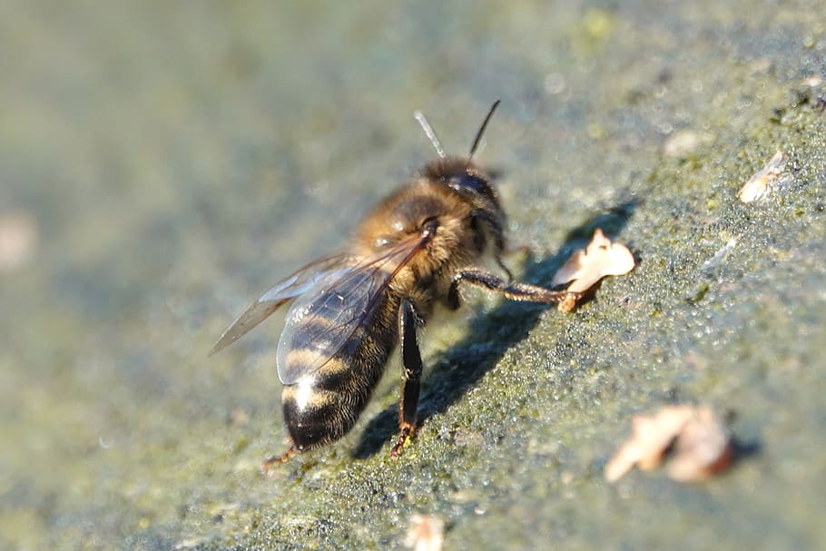 bee, bees, bug, beehive, honey, pollen, beekeeper, summer, nature HD wallpaper