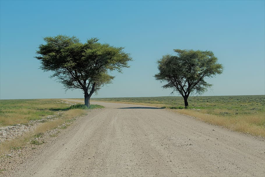 namibia, etosha, savannah, trees, nature, national park, runway HD wallpaper