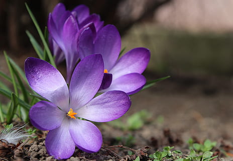 krokus, saffron, spring, spring flowers, nature, crocus, plants HD wallpaper
