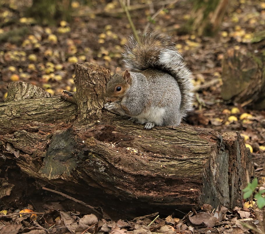 squirrel, feeding, nature, forest, wildlife, cute, outdoor HD wallpaper