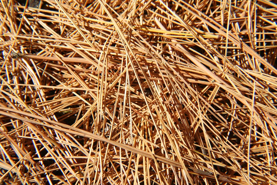 pine needles, nature, conifer, tree, forest, fall, autumn, full frame HD wallpaper