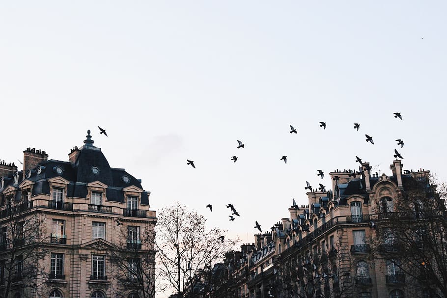france, paris, flat, city, europe, urban, tourist, backpacker, HD wallpaper