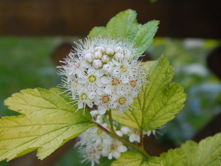 flower, white, bloom, summer, plant, leaf, plant part, flowering plant HD wallpaper