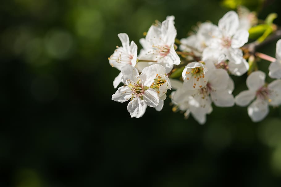 nature, flowers, cherry, spring, may, april, white, bloom, inflorescence HD wallpaper