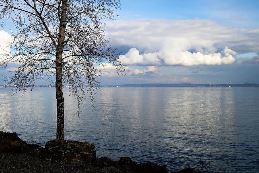 beach, water, lake, tree, monolithic part of the waters, glow HD wallpaper