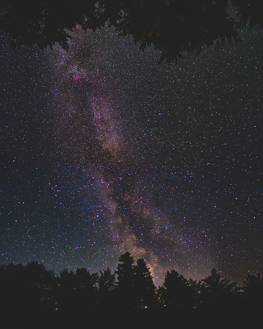 silhouette of trees under clear night sky, nightscape, wilderness HD wallpaper