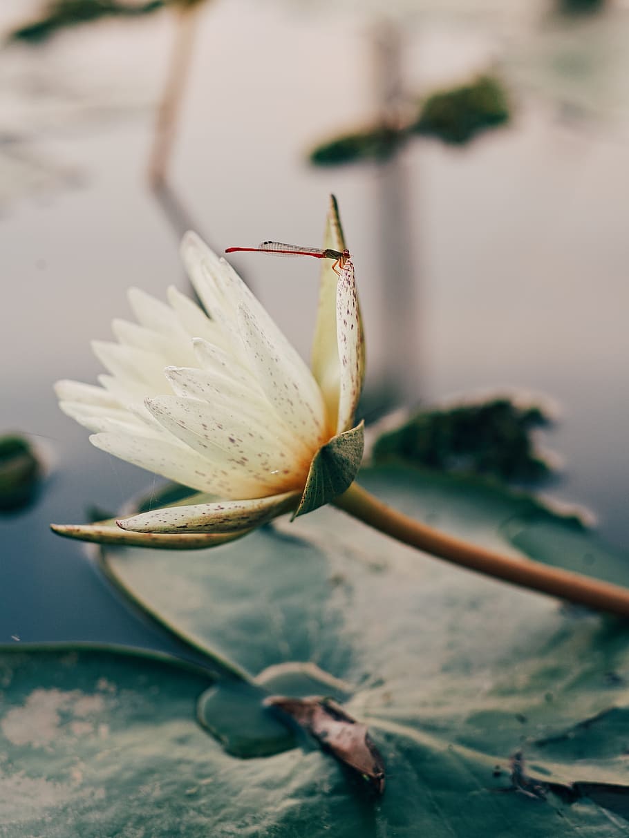 lotus, dragonfly, nature, green, plant, insect, outdoor, water, HD wallpaper
