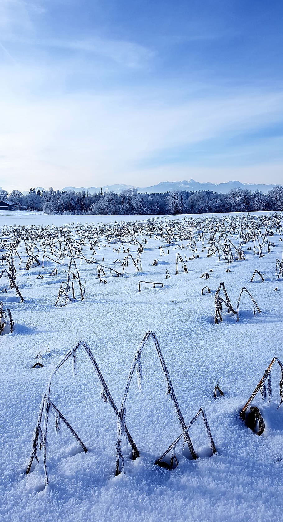 winter, arable, forest, field, alpine, cold temperature, snow HD wallpaper