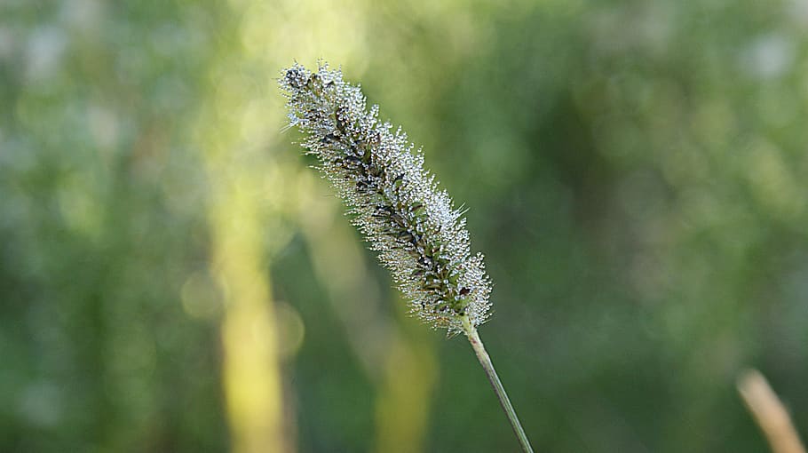 grass, grasses, dew, drops, vote, landscape, vegetable, blades of grass HD wallpaper