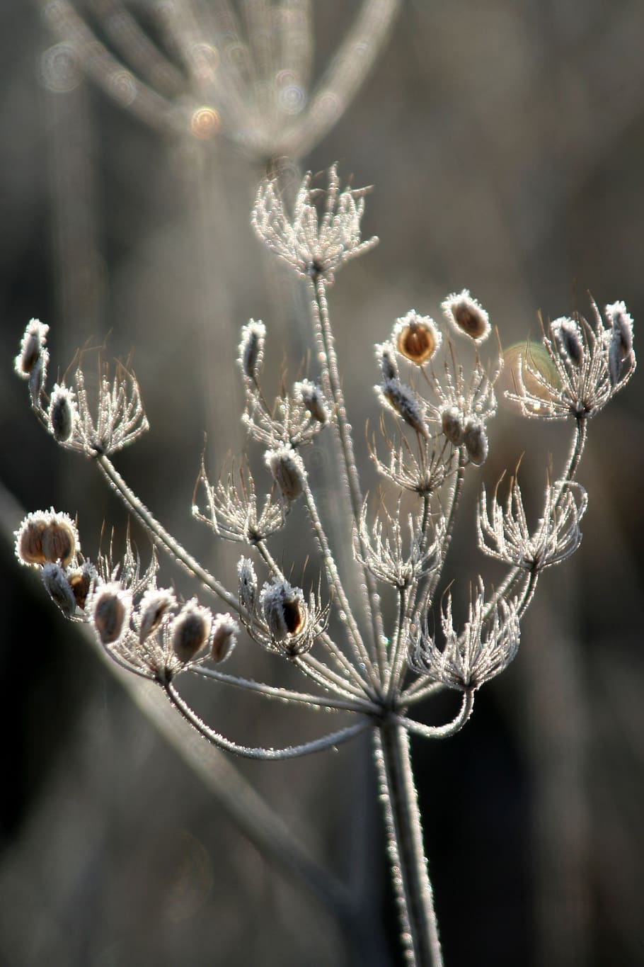 grass, winter, nature, cold, gel, landscape, close-up, plant HD wallpaper