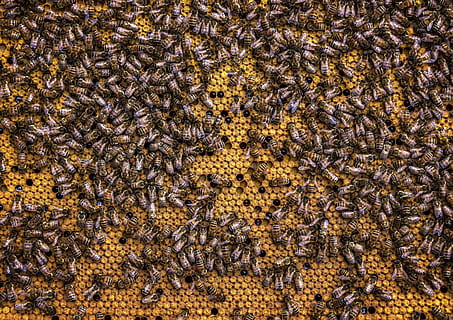 beehive, honeycomb, beekeeping, wax, insect, honey bee, nature HD wallpaper