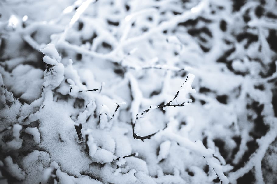 Close-ups of snowy trees, closeup, leaves, pine, twig, branch HD wallpaper